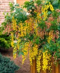 Laburnocytisus adamii